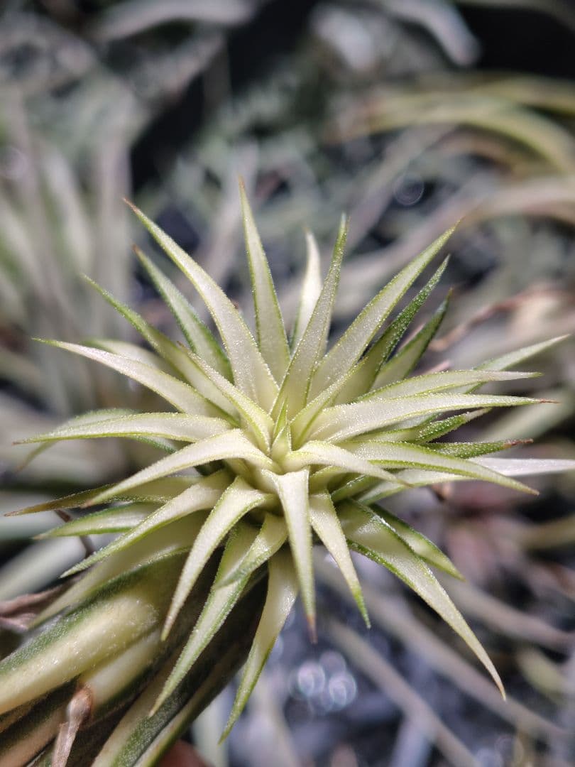 イオナンタ メディオピクタ