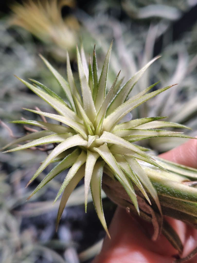 イオナンタ メディオピクタ