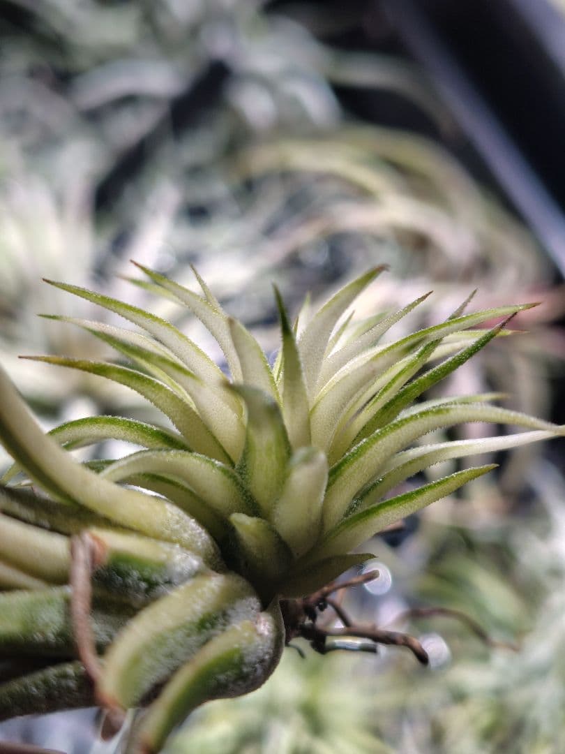 イオナンタ メディオピクタ