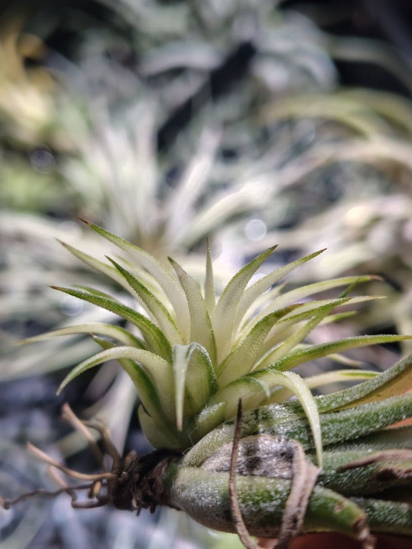 イオナンタ メディオピクタ