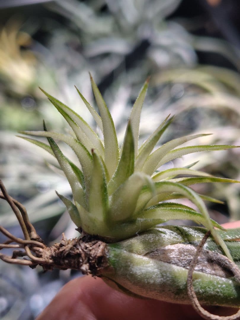 イオナンタ メディオピクタ