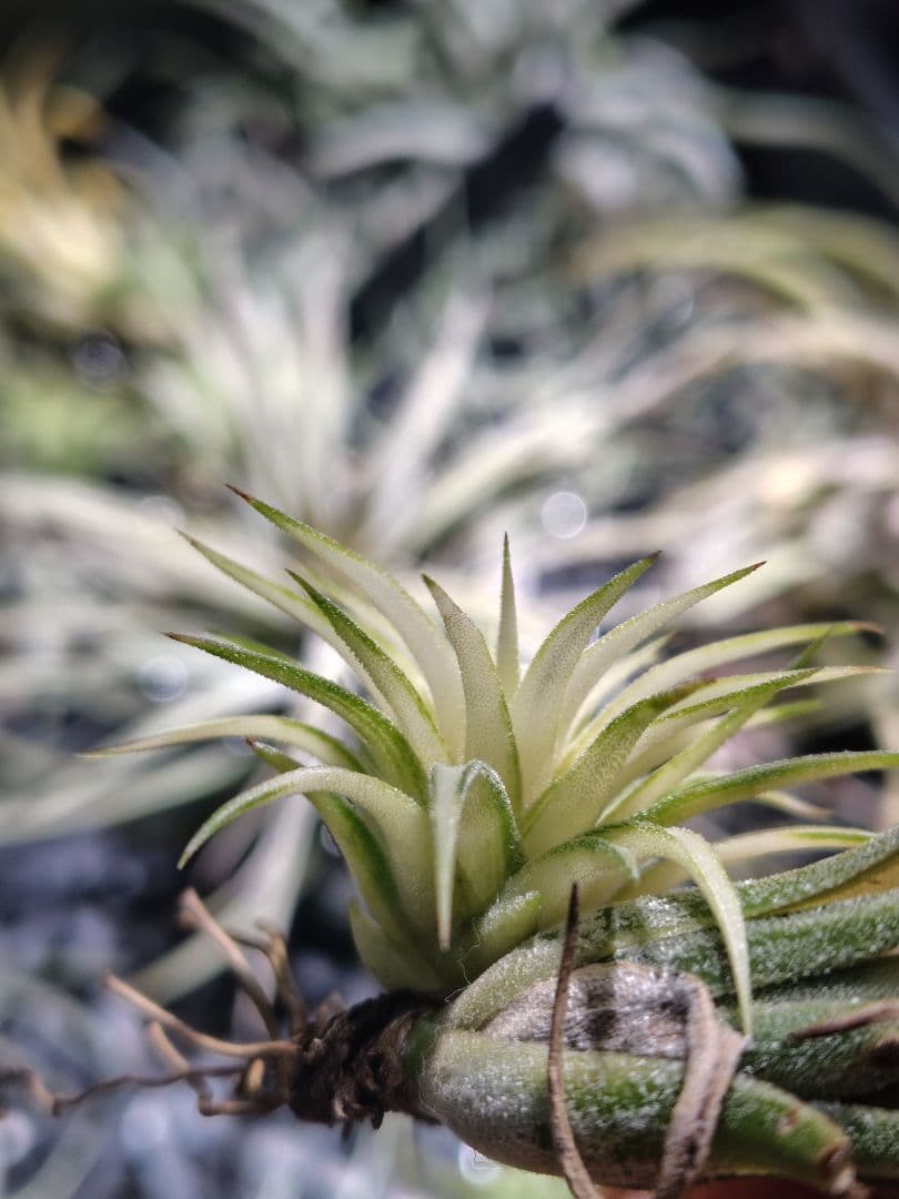 イオナンタ メディオピクタ