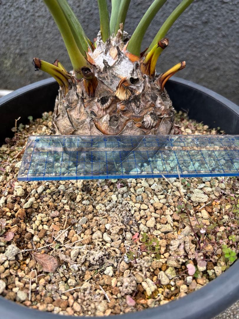 と*か様 エンセファラルトス　トリスピノーサス　直径12センチ　大株