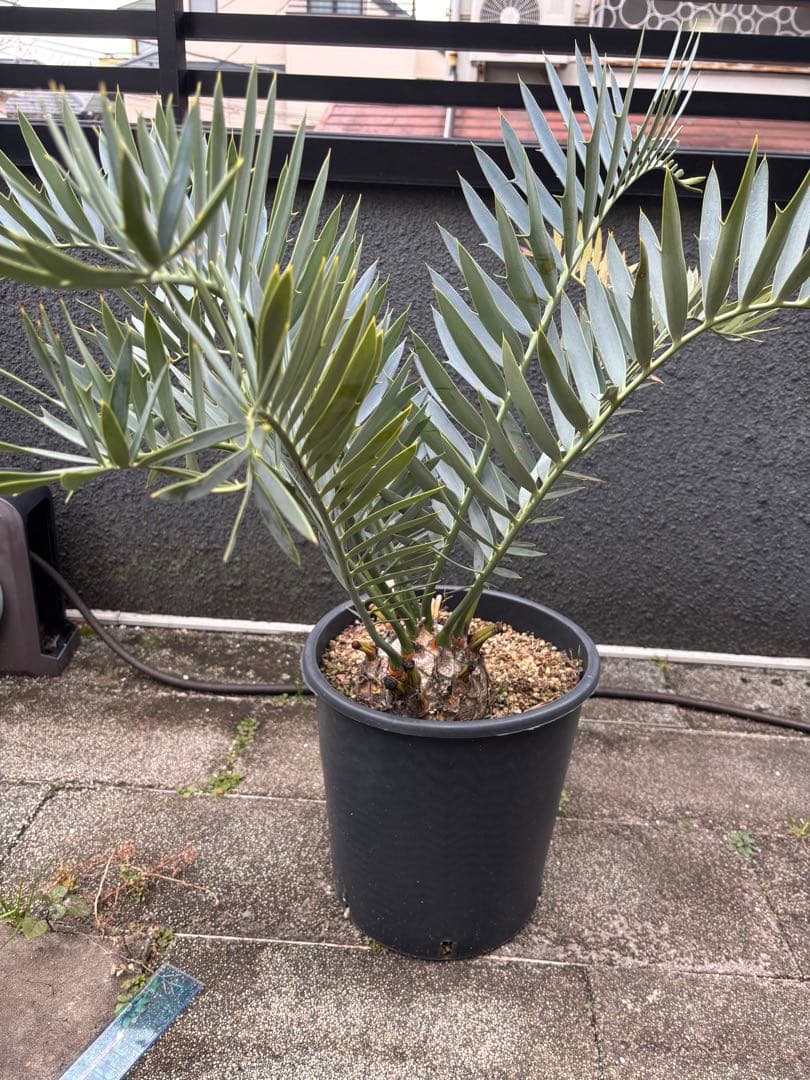 と*か様 エンセファラルトス　トリスピノーサス　直径12センチ　大株