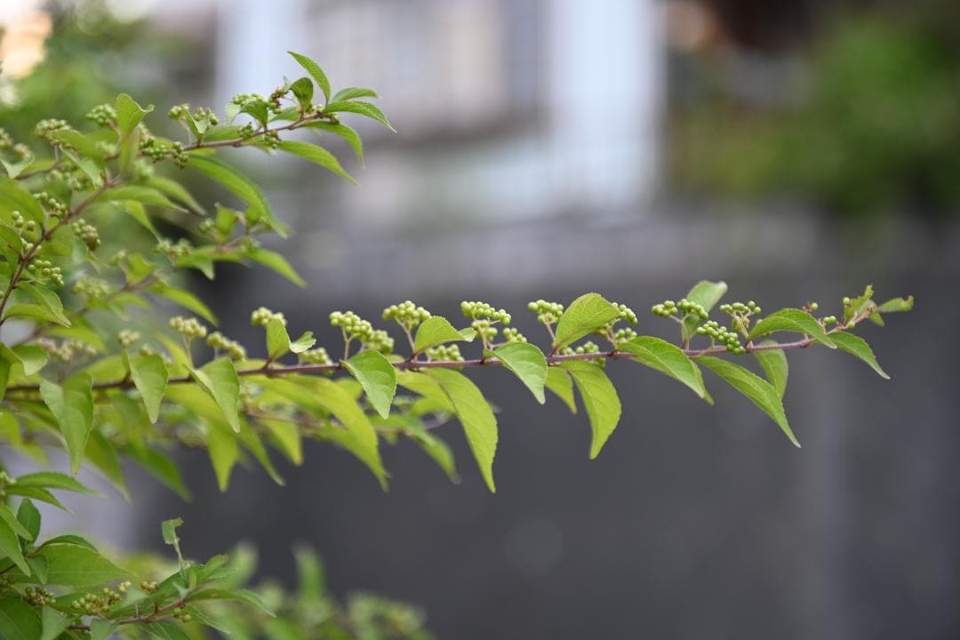レンズ(ズーム) Nikon AF-S N NIKKOR 24-70mm F2.8G ED