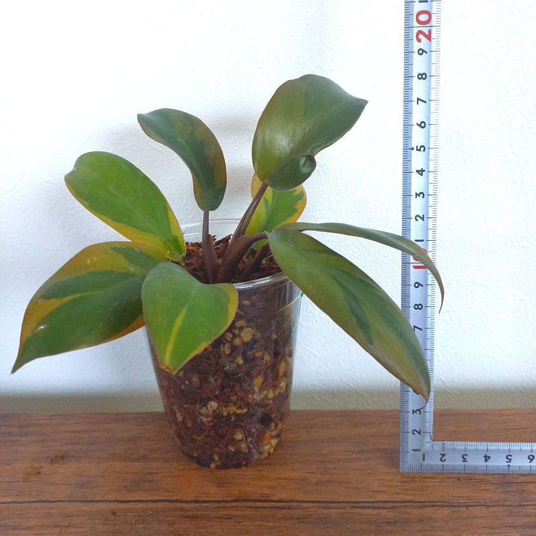 フィロデンドロン　ブラックカーディナル斑入