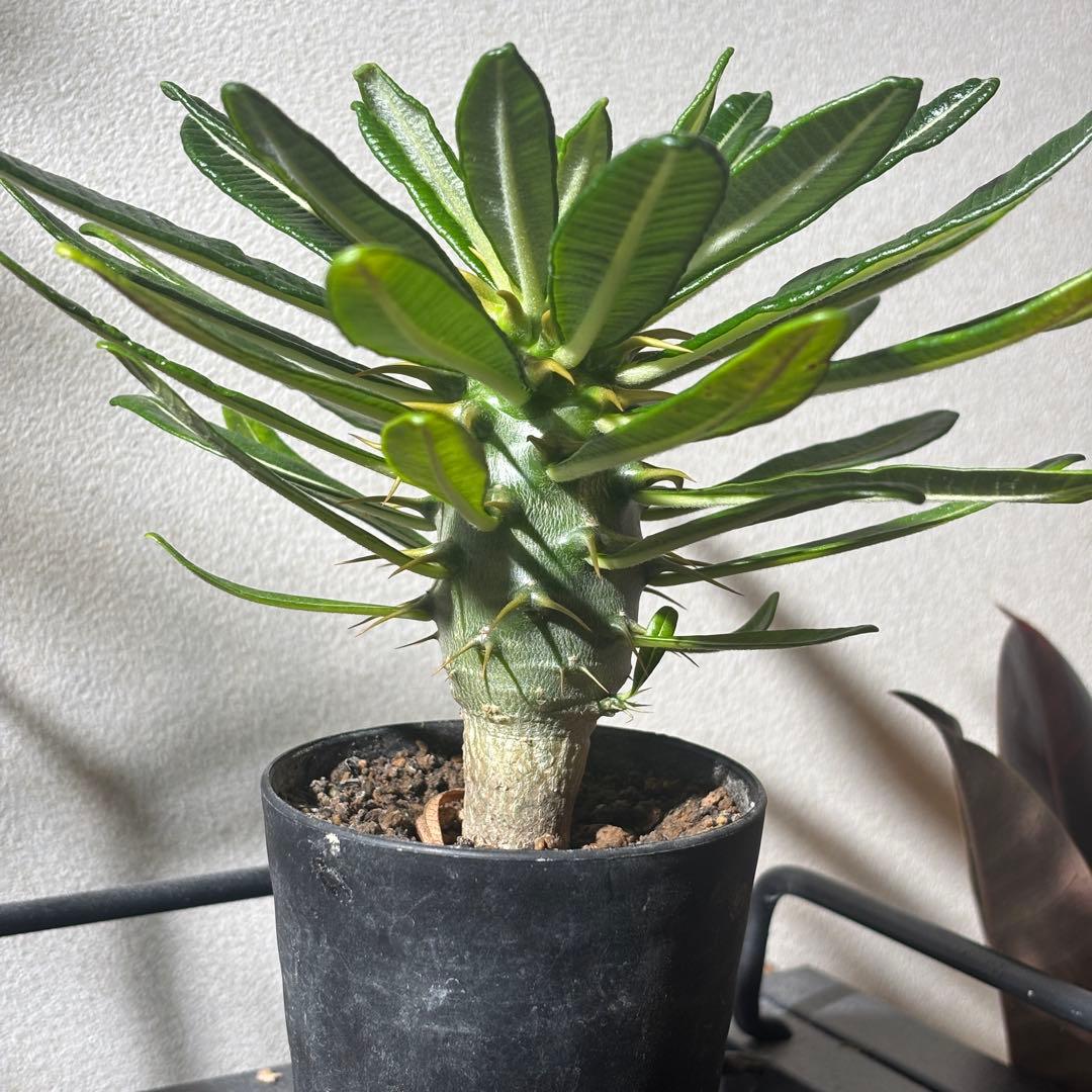 【国内実生株】パキポディウム アンボンゲンセ2