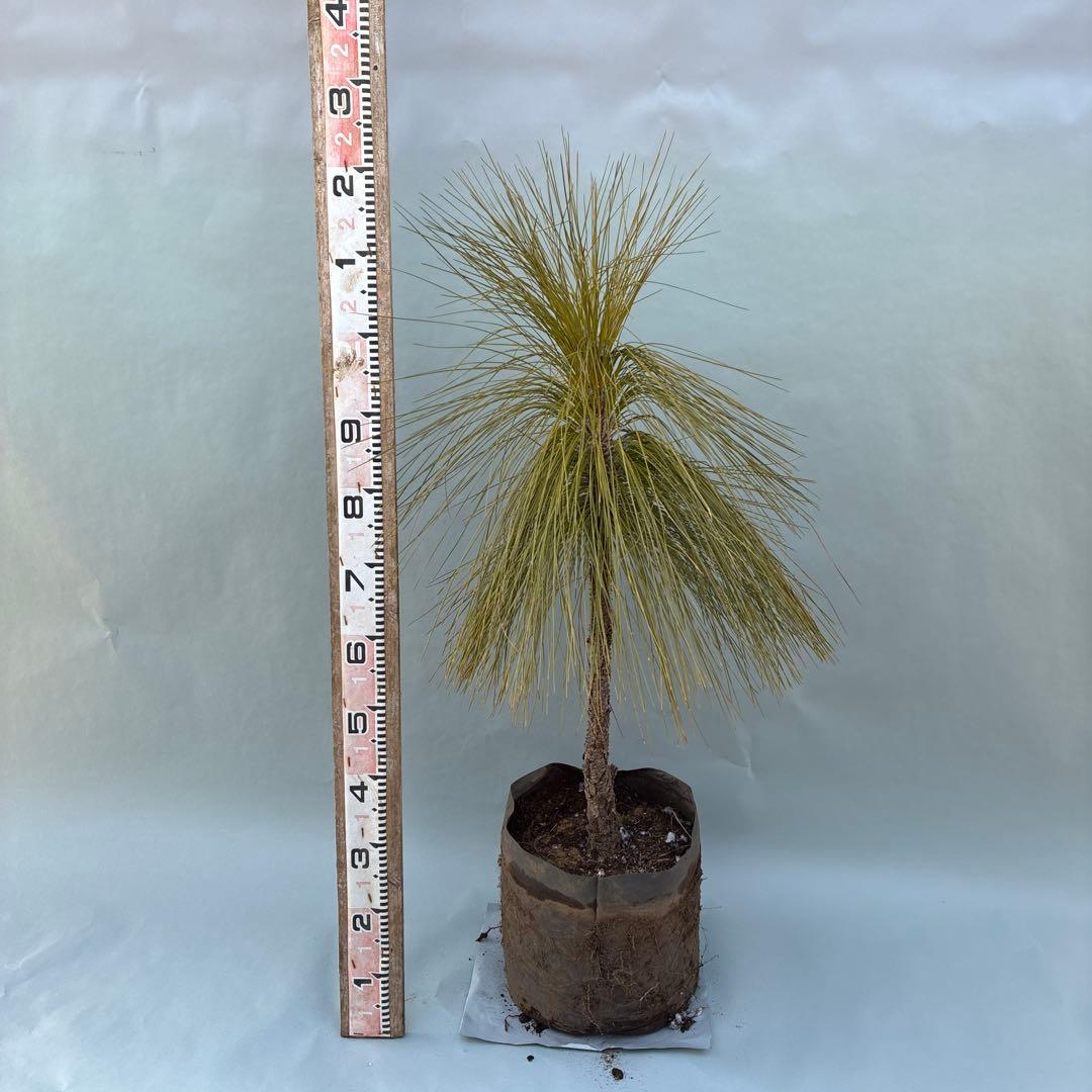 ダイオウショウ