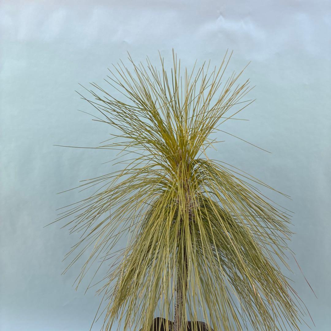 ダイオウショウ