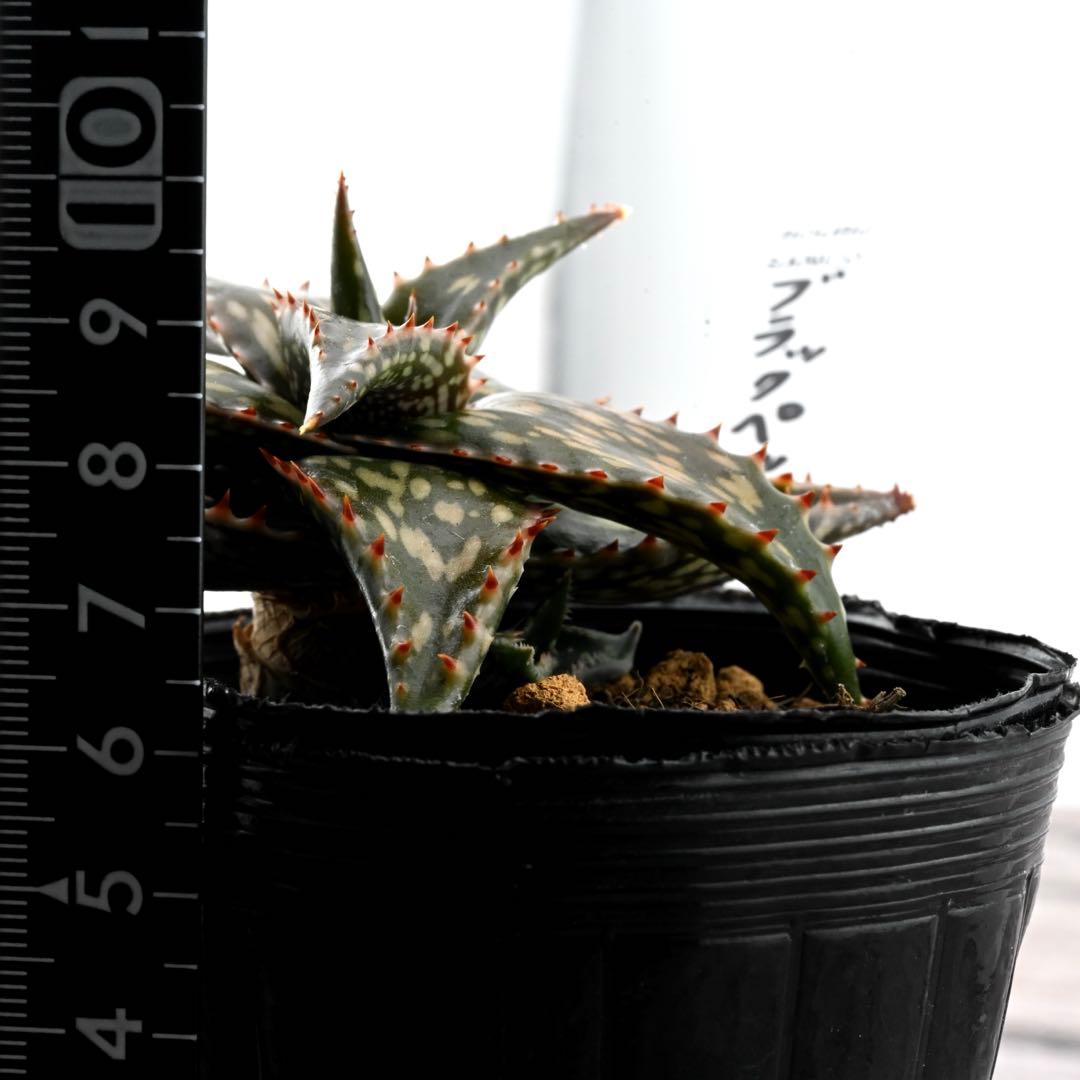 アロエ 美苗 ブラックペッパー Black pepper 多肉植物 レア