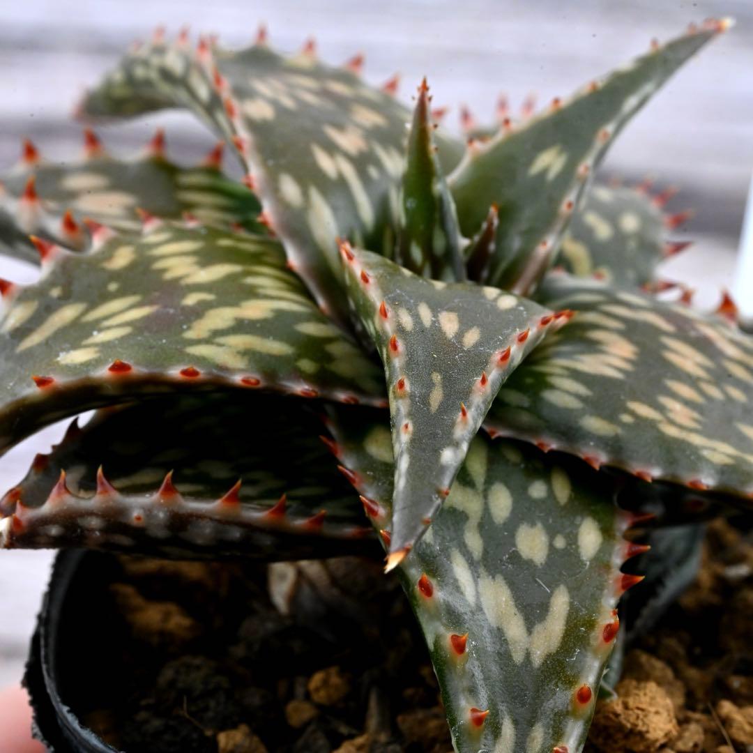 アロエ 美苗 ブラックペッパー Black pepper 多肉植物 レア