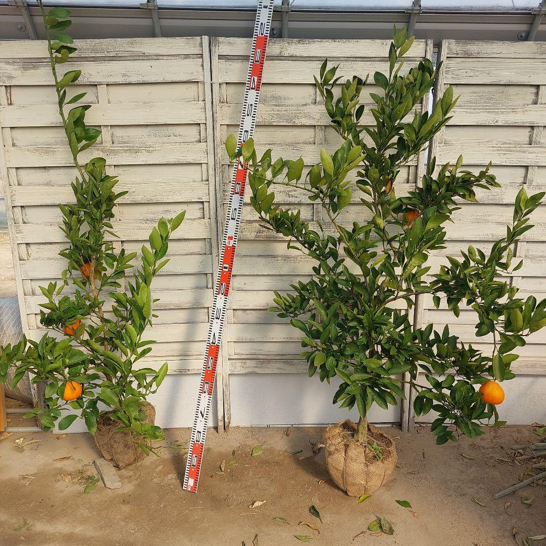 むっちゃんさま専用