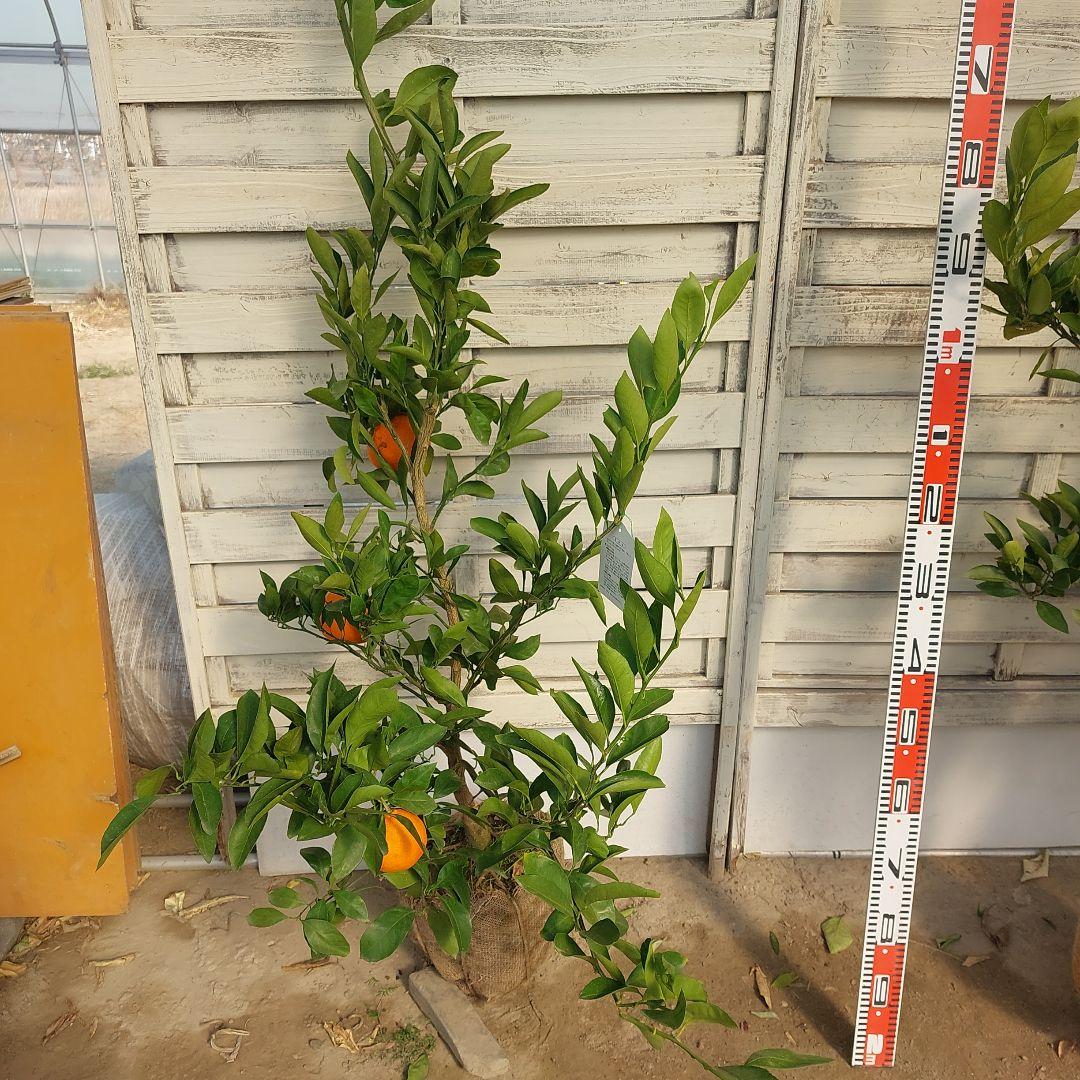 むっちゃんさま専用