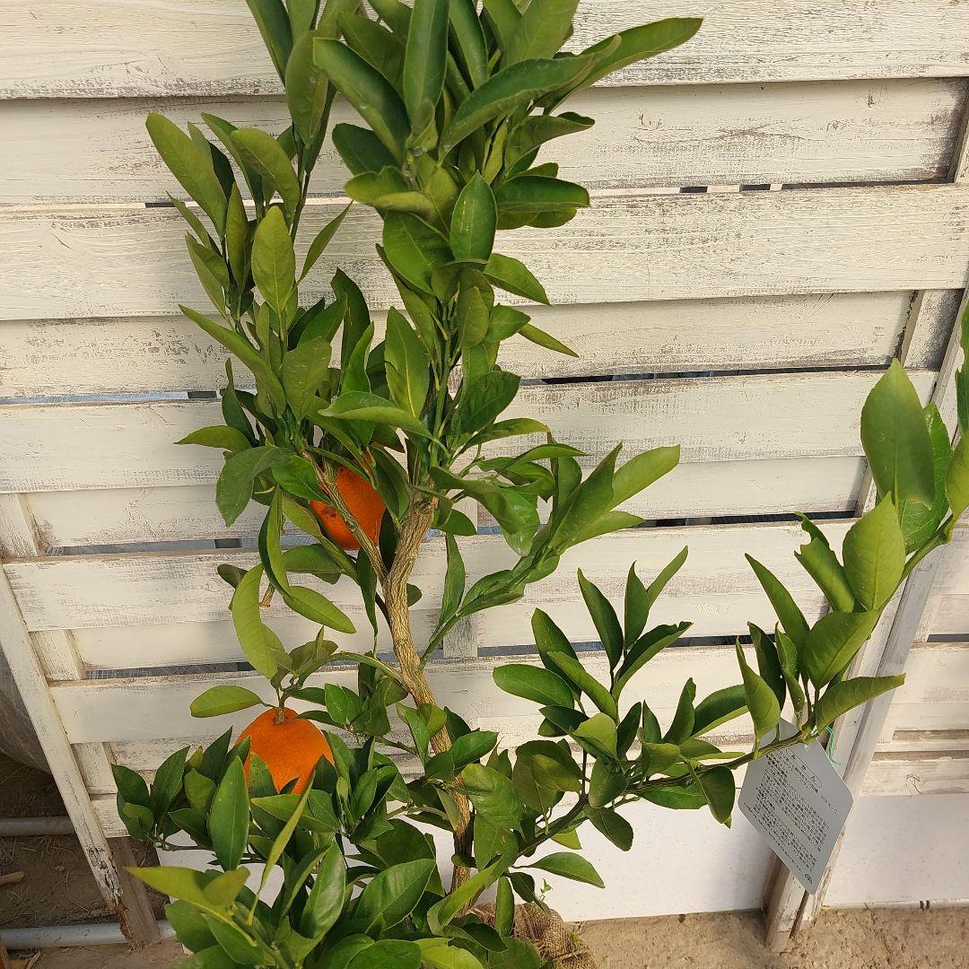 むっちゃんさま専用