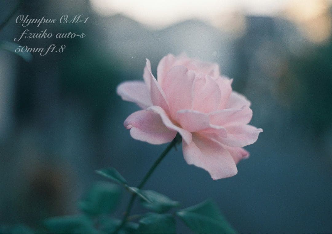 OLYMPUS OM-1★完動品＊美品＊初期保証★作例多数★