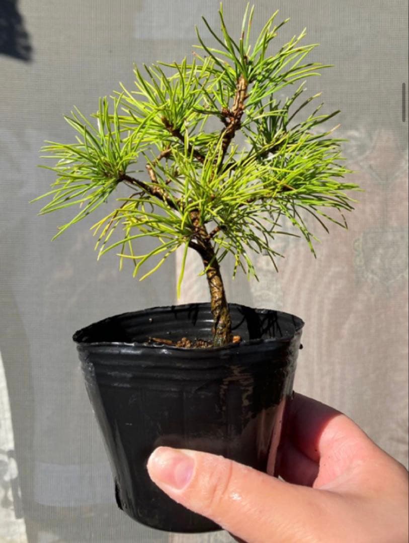 五葉松盆栽　4個