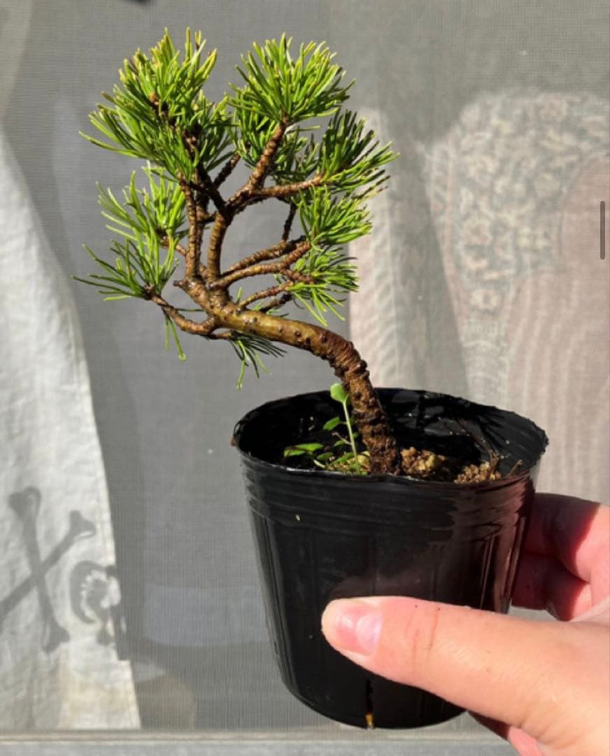 五葉松盆栽　4個
