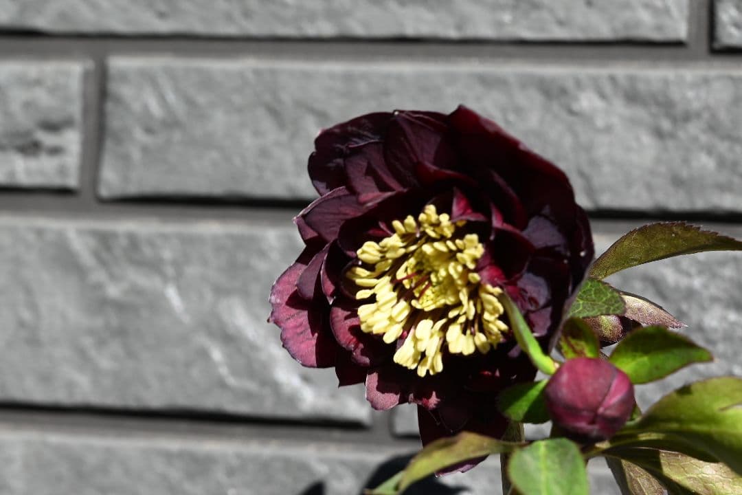 クリスマスローズ　認定ダークローズ　多弁咲き　加藤農園