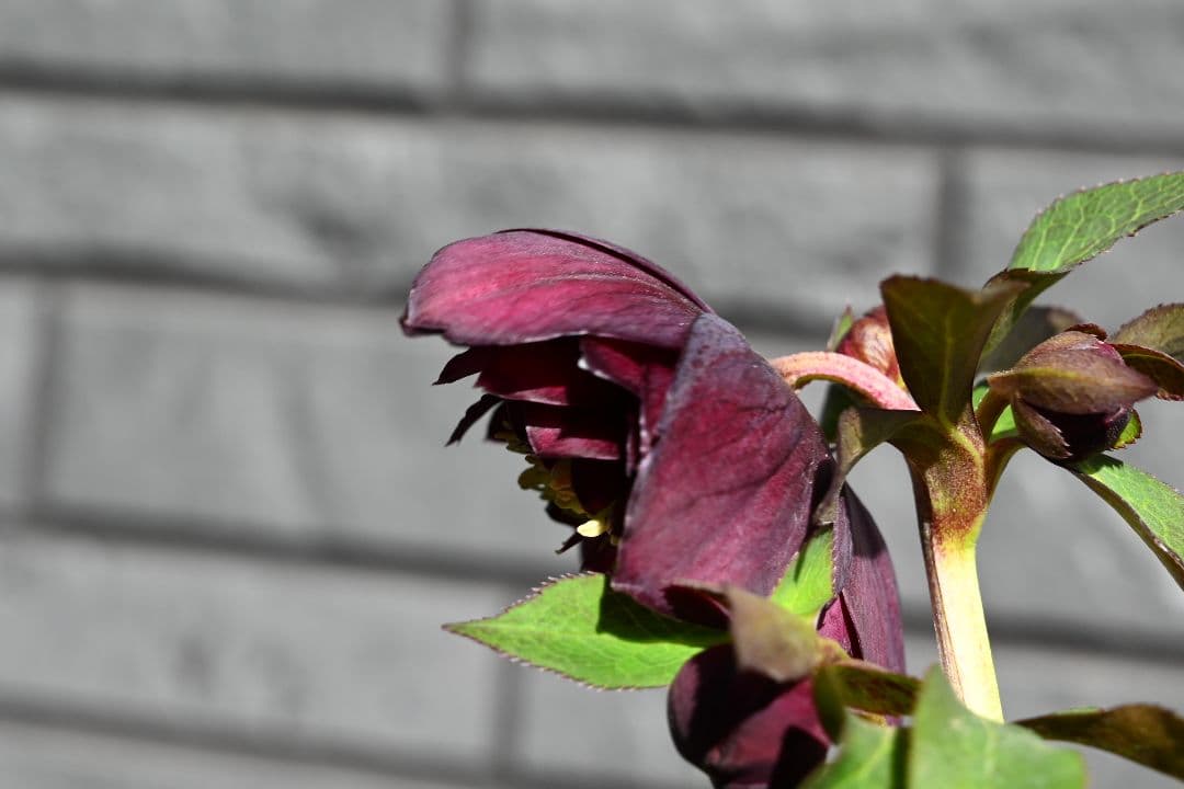 クリスマスローズ　認定ダークローズ　多弁咲き　加藤農園