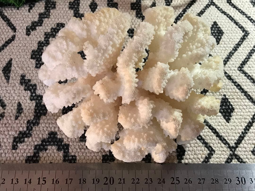 ◉台湾産【白珊瑚/ホワイトコーラル】原木[8G20