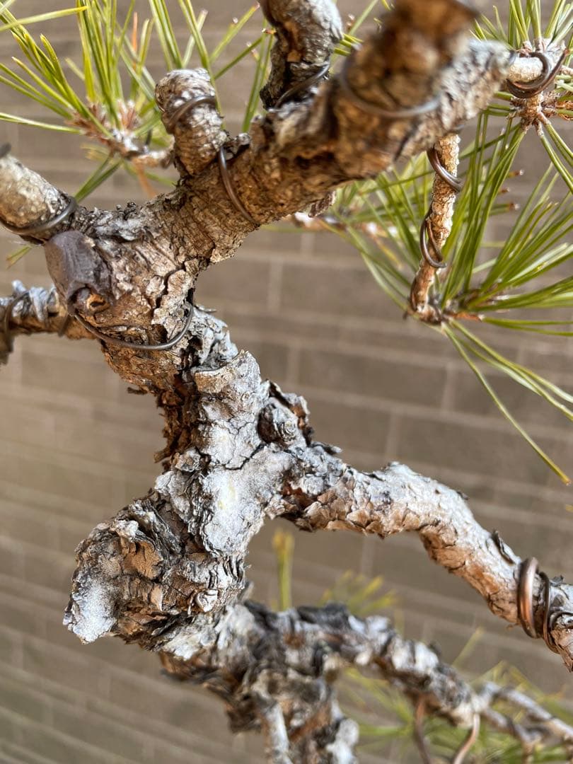 古木赤松文人木調盆栽