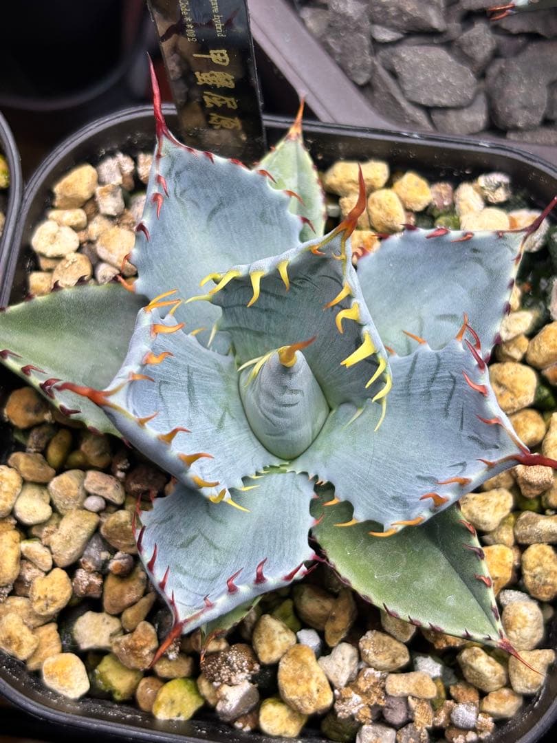 アガベ 甲蟹屈原 子株 発根済 特白 青葉 陽炎 狂刺 連刺 ハイブリッド ④