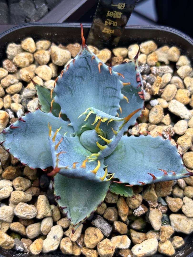 アガベ 甲蟹屈原 子株 発根済 特白 青葉 陽炎 狂刺 連刺 ハイブリッド ④