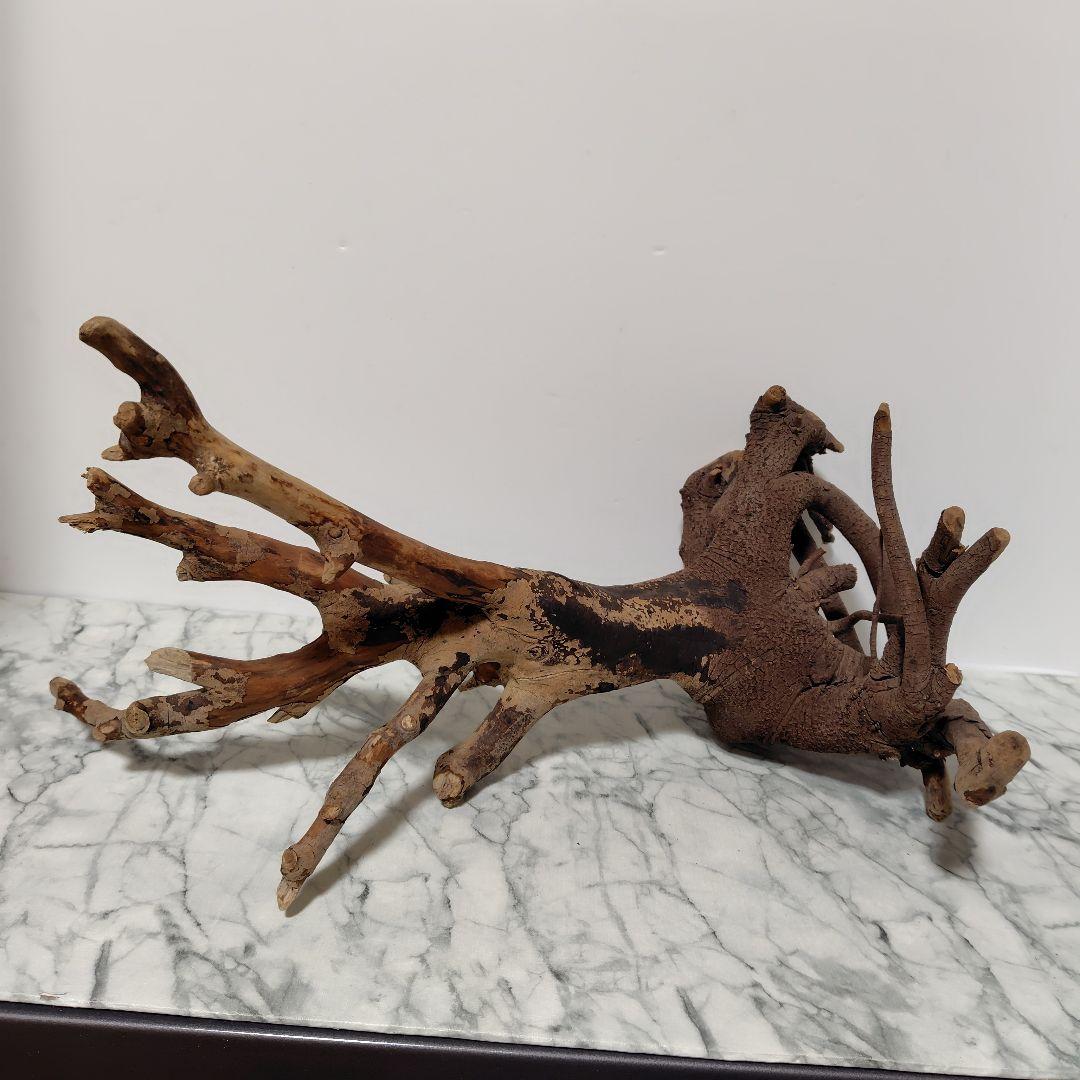 アク抜き済み流木【884】セール