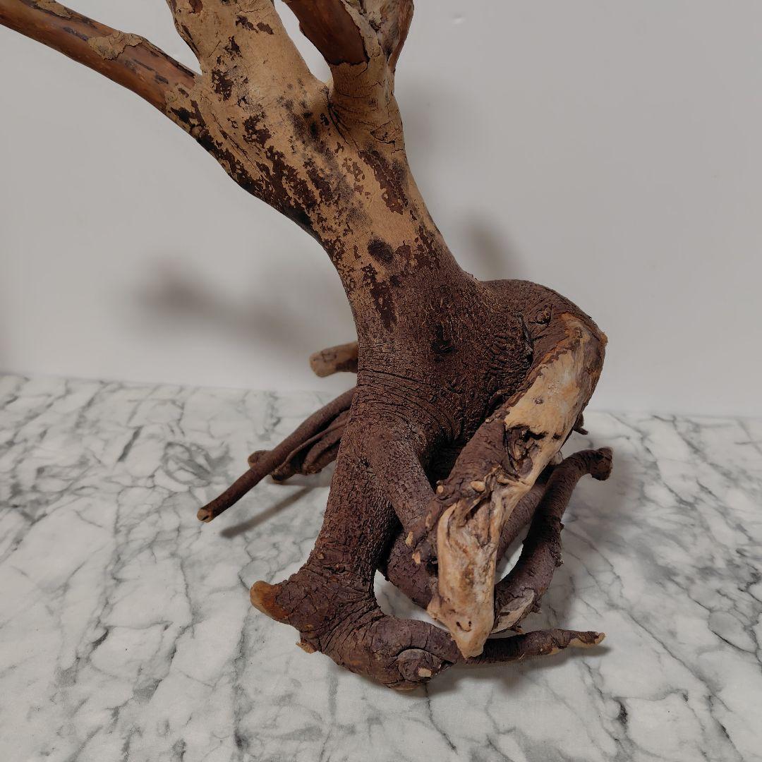 アク抜き済み流木【884】セール