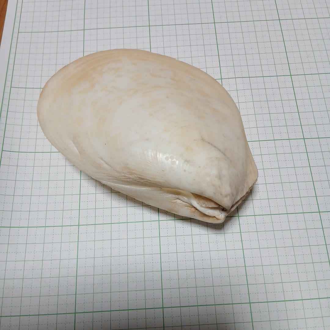 大きい　二枚貝