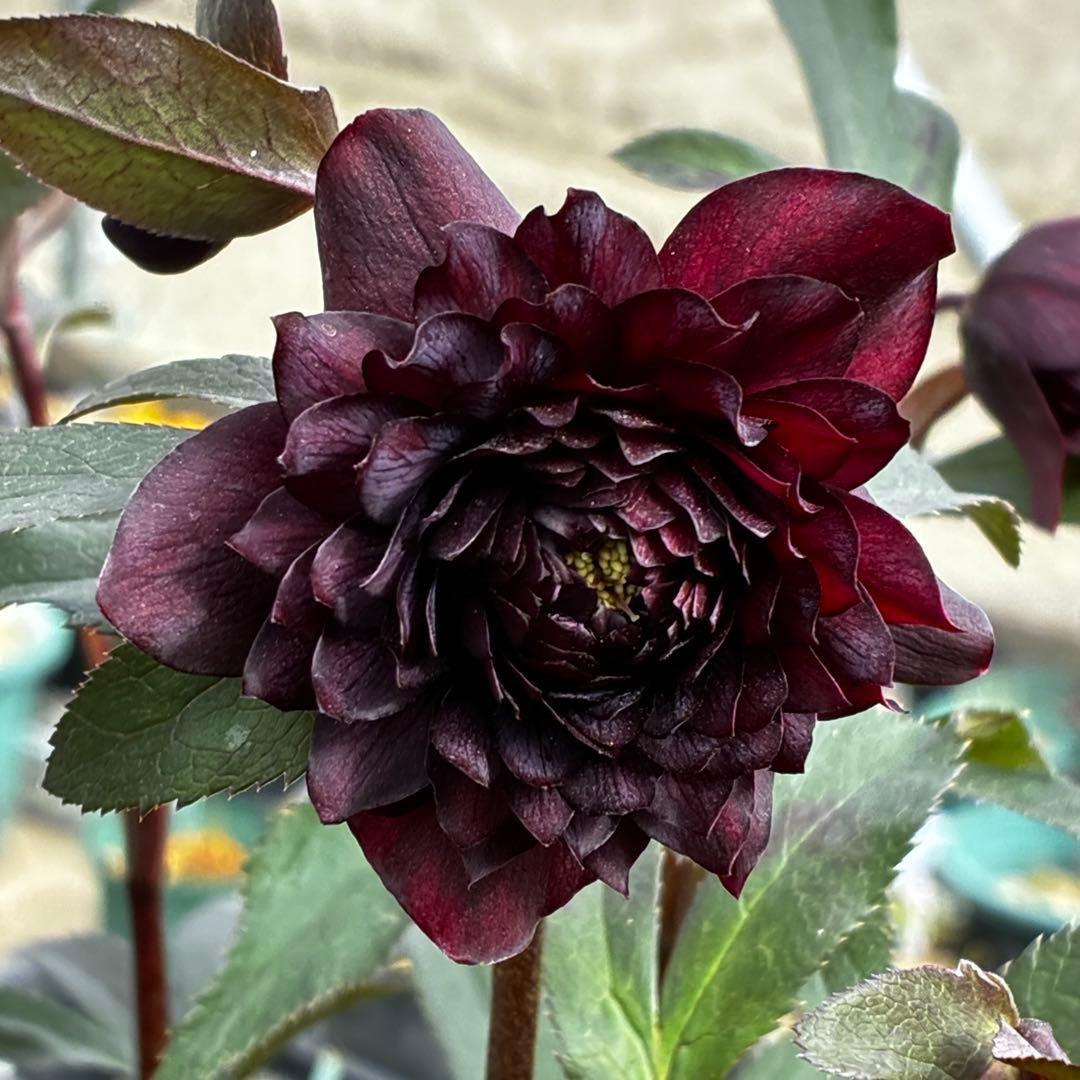 ま*こ様 3552☘️蕾花付き☘️親株☘️⭐️クレオパトラ⭐️小中輪⭐️超多弁⭐