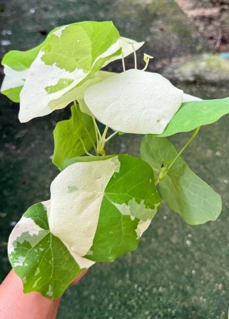 超レア　白斑入り　ステファニア　スベローサ　コーデックス　怪奇植物　球根