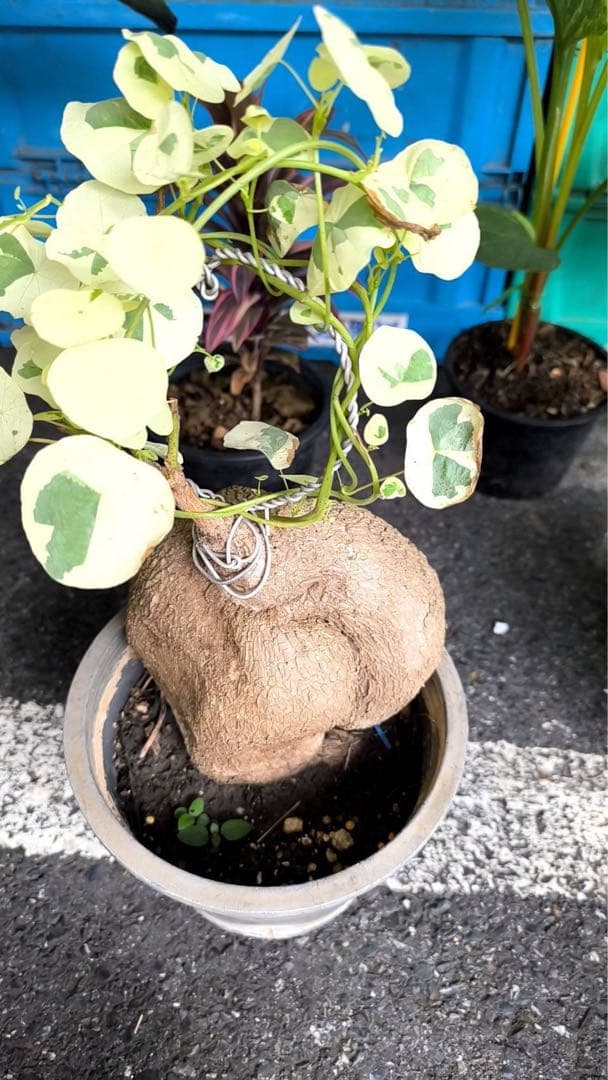 超レア　白斑入り　ステファニア　スベローサ　コーデックス　怪奇植物　球根