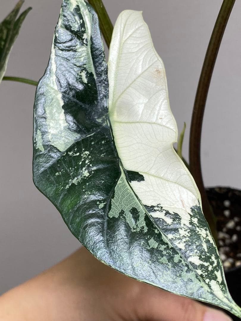 七*草様 【超希少‼️美株✨】アロカシア　シンポ　アルボ　斑入り　白斑　レア　人