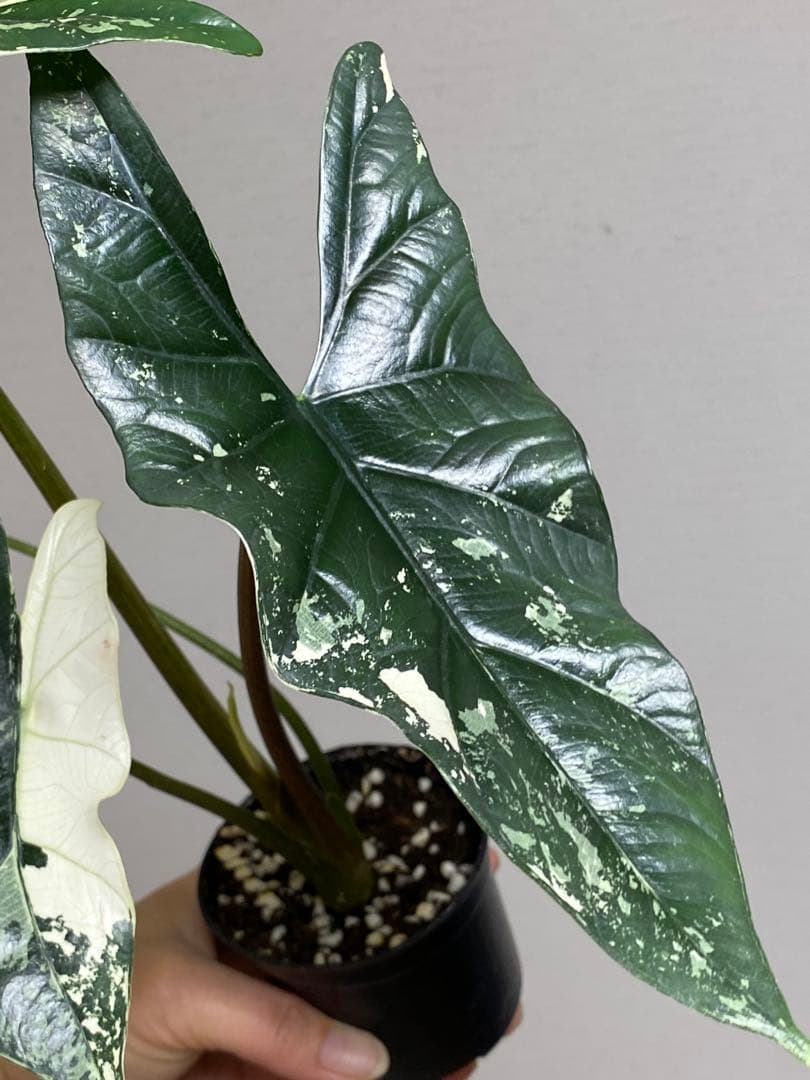 七*草様 【超希少‼️美株✨】アロカシア　シンポ　アルボ　斑入り　白斑　レア　人