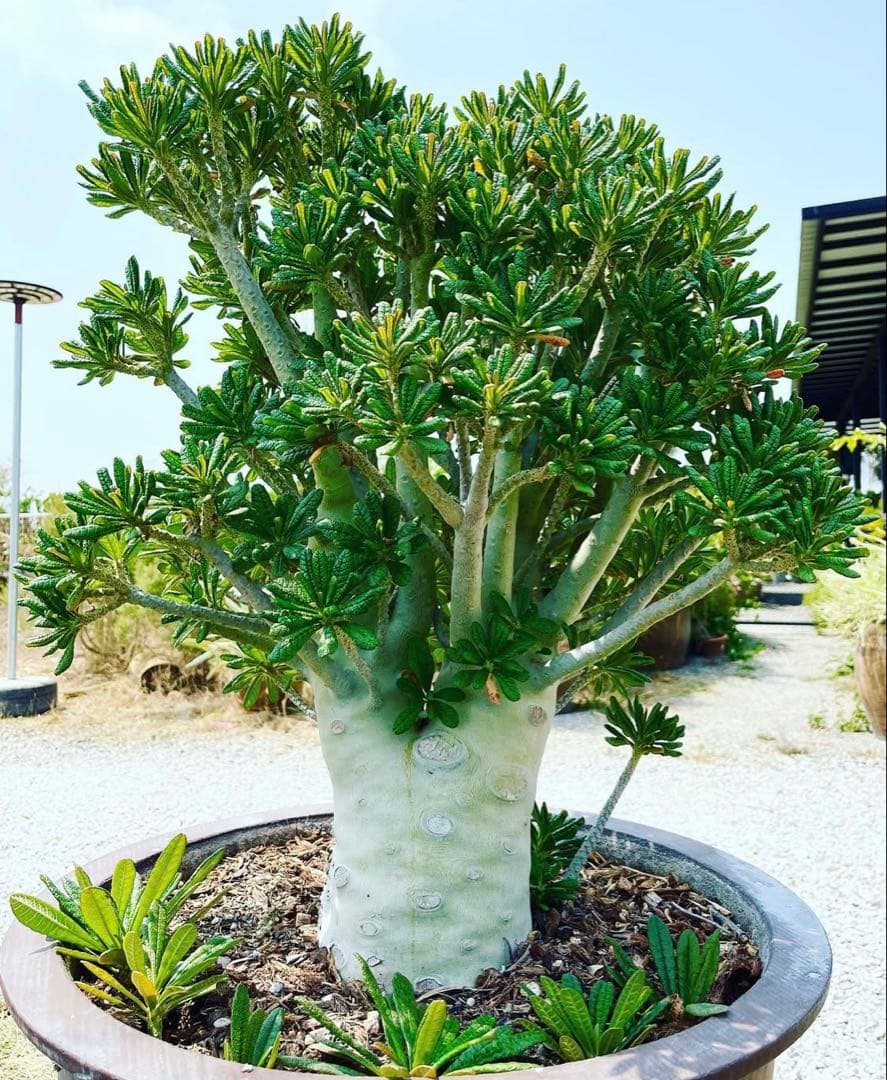 ちゃちゃ丸【レア/塊根植物】ドルステニア ギガス 鉢植え A-6