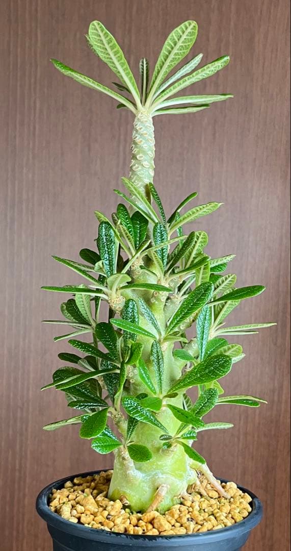 ちゃちゃ丸【レア/塊根植物】ドルステニア ギガス 鉢植え A-6