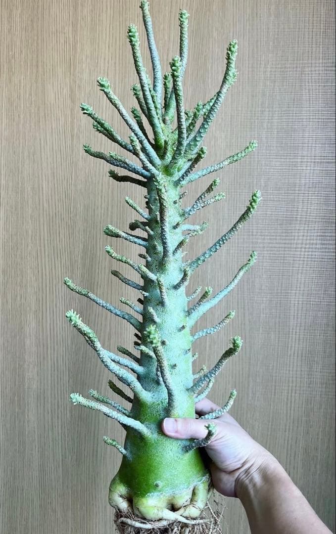 ちゃちゃ丸【レア/塊根植物】ドルステニア ギガス 鉢植え A-6