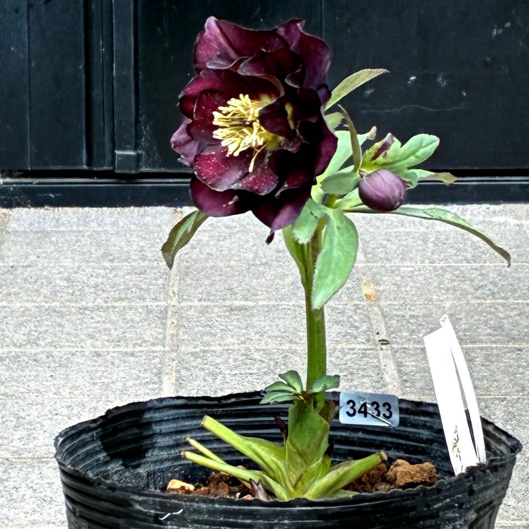 ま*️様 3433☘️花タグ付☘️極上☘️グロッシーカラー⭐️小〜中輪⭐️コンパ