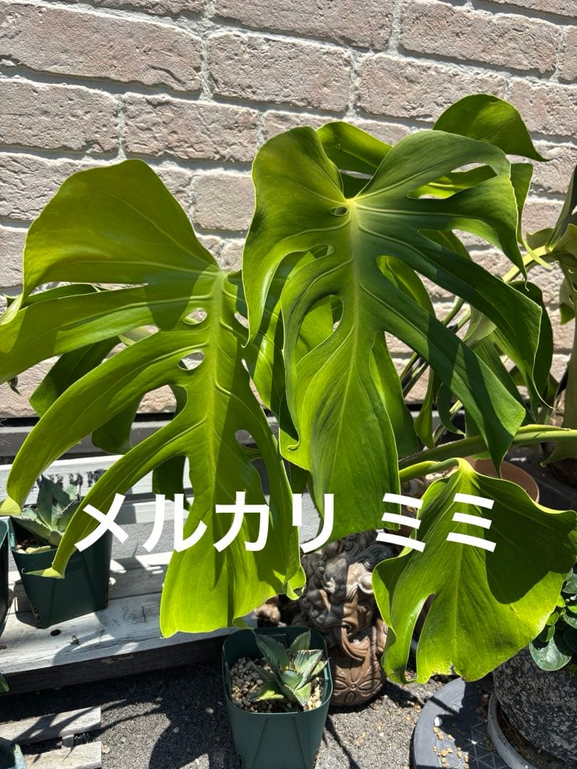 モンステラ スケルトン 成長点分岐