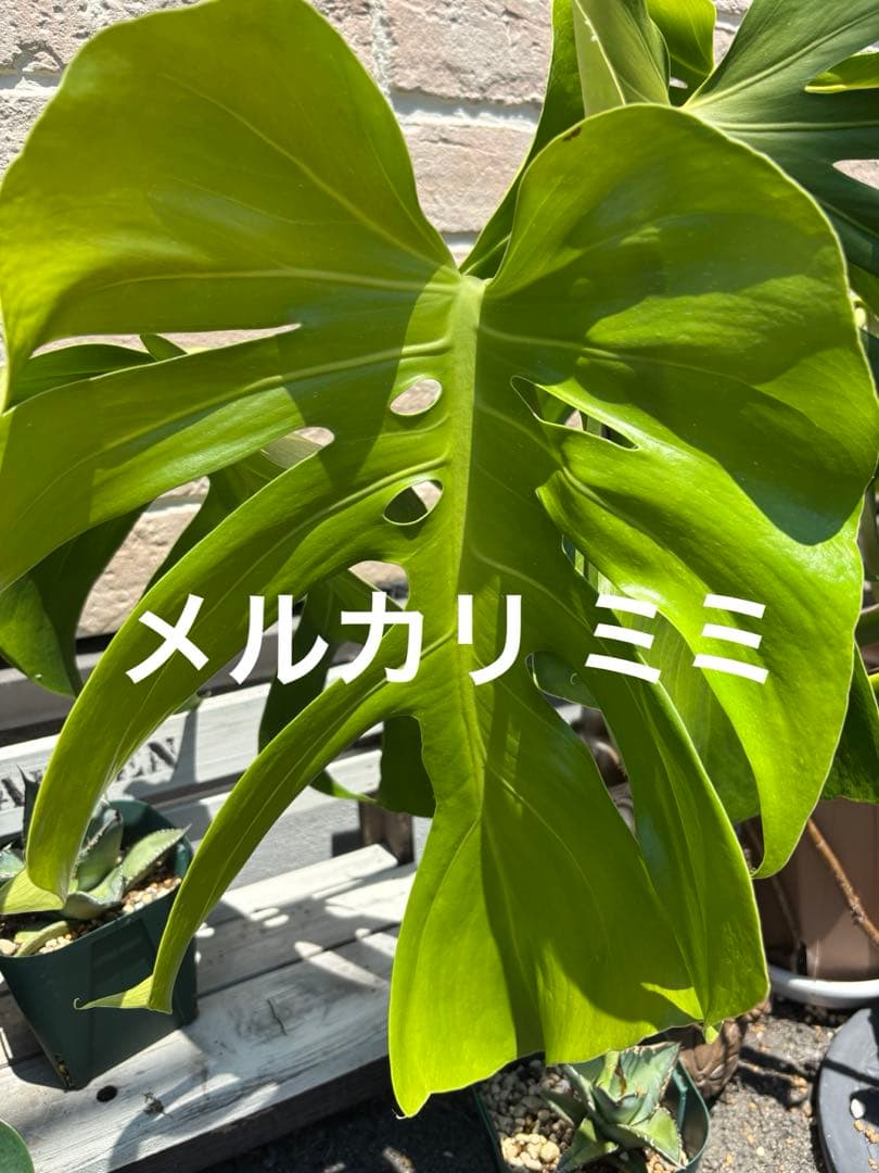 モンステラ スケルトン 成長点分岐
