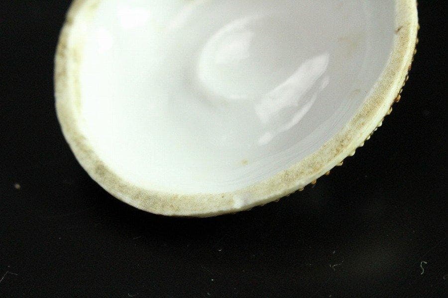 古平戸 名品 栄螺 蓋物 五件 京都料亭 蔵出