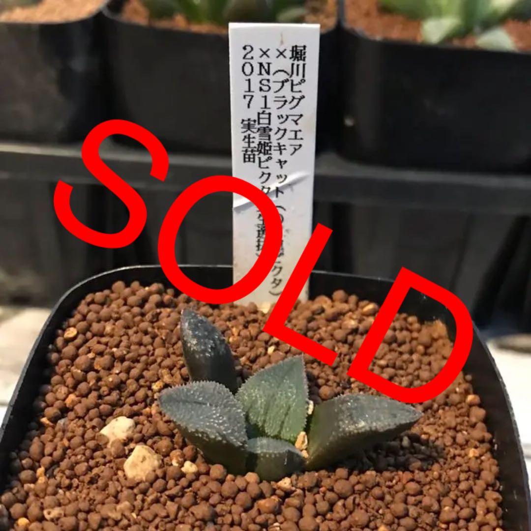 多肉植物 ハオルチア   セール 1株 500円 送料200円 早い者勝ち 3