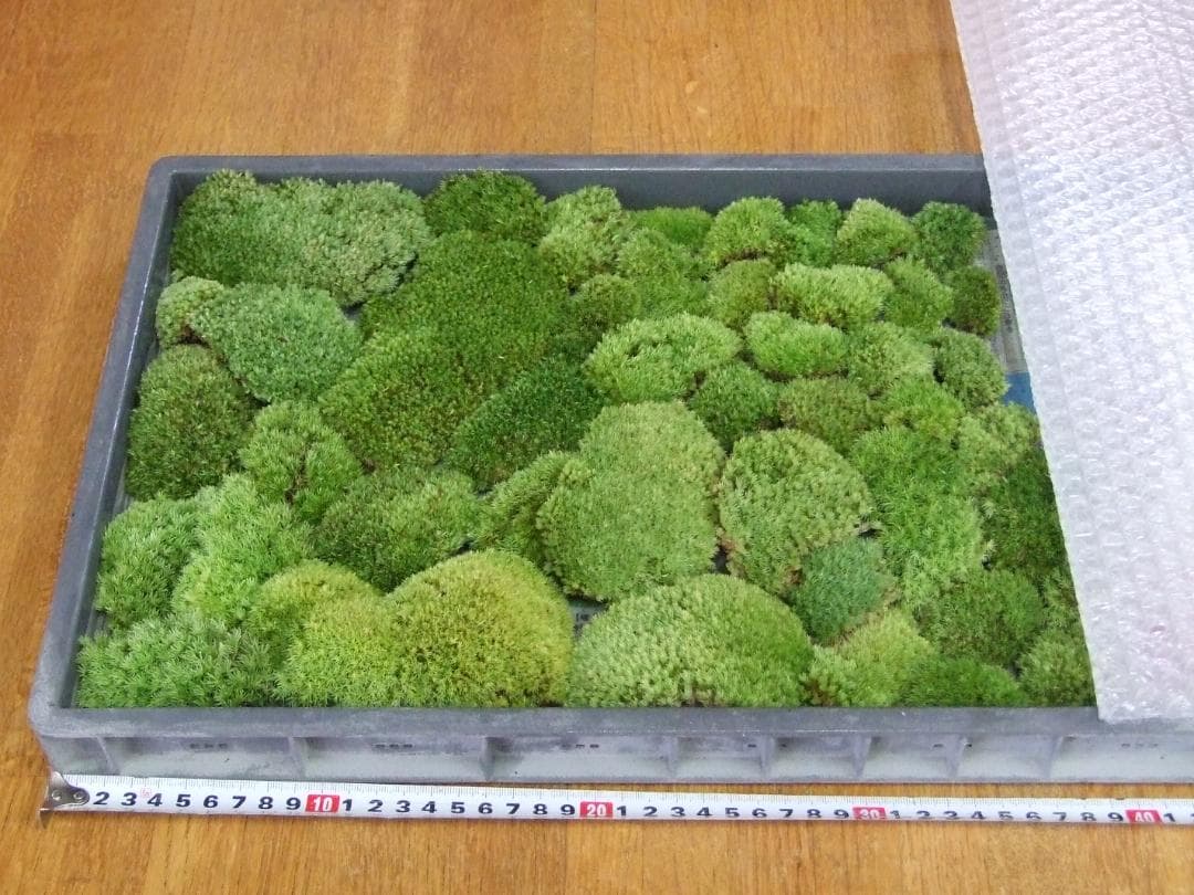 teru3　コケ各種5.5パレットとカサゴケ15本入1パック