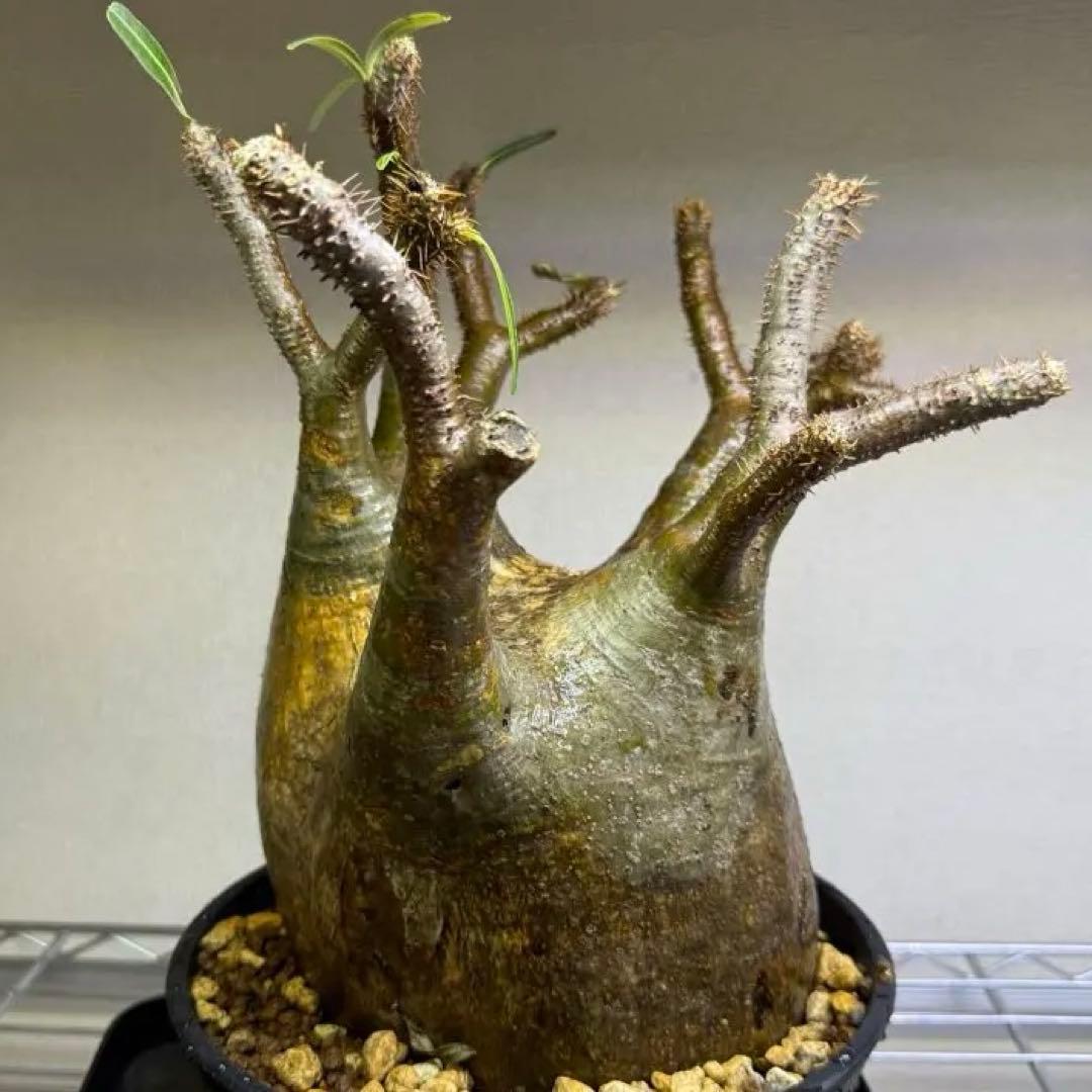 パキポディウム グラキリス LL 現地球 発根管理中