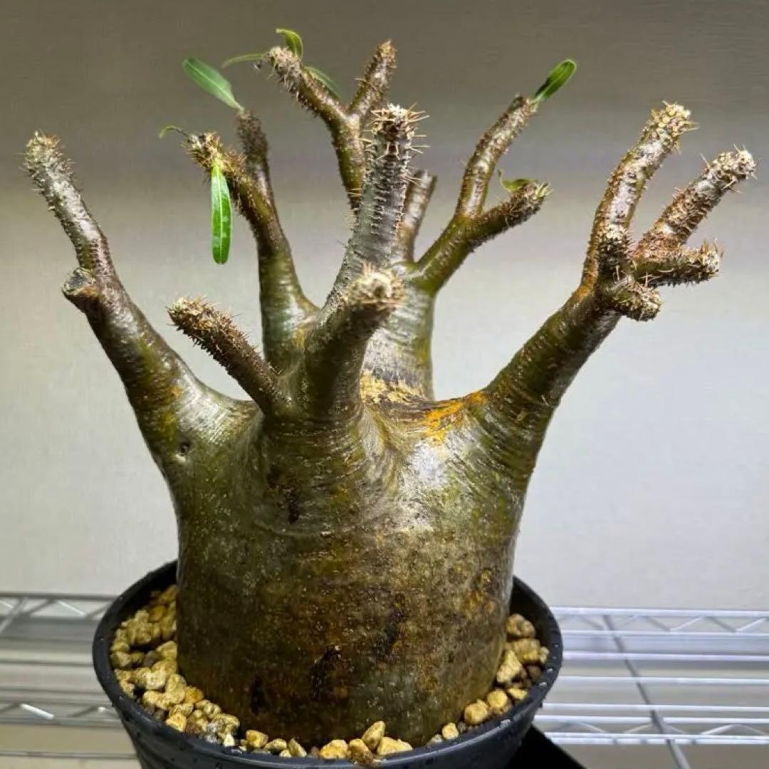 パキポディウム グラキリス LL 現地球 発根管理中