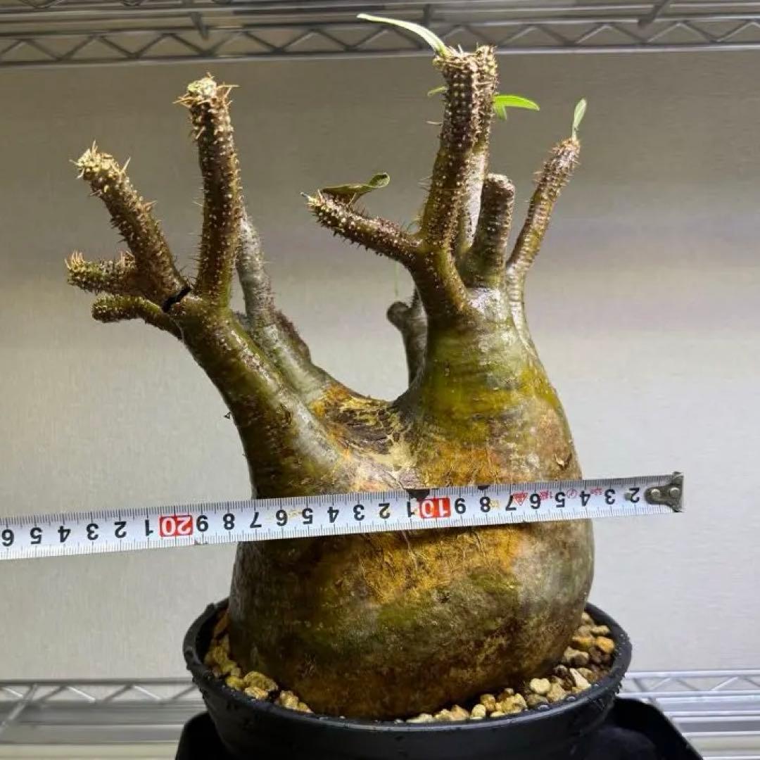 パキポディウム グラキリス LL 現地球 発根管理中