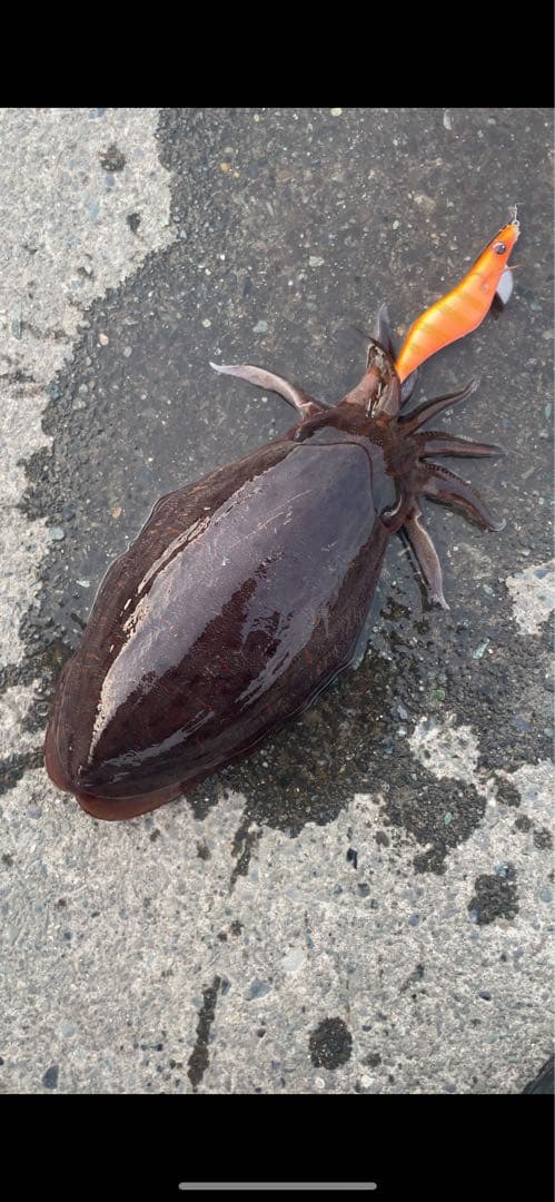 春から秋まで使えるエギ