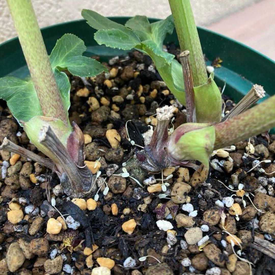 クリスマスローズ開花株 可愛いモーリー毱姫