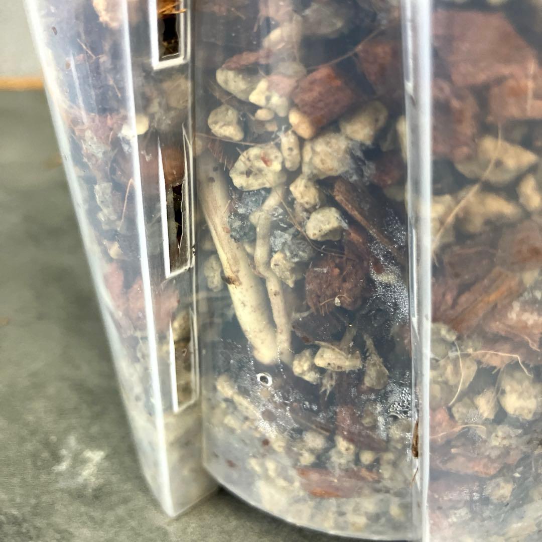 超絶希少❗️モンステラ　デリシオーサ　ホワイトスノー✨